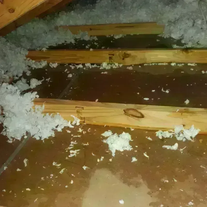 Attic Water Damage in Fremont, NE