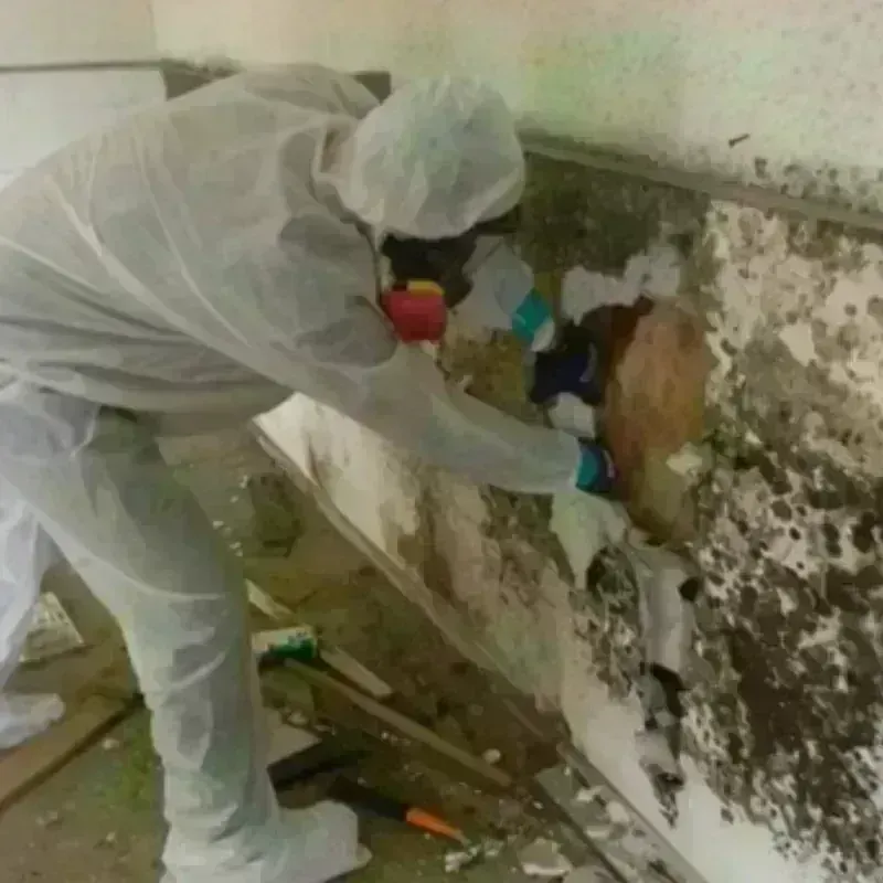 Mold Remediation and Removal in Fremont, NE